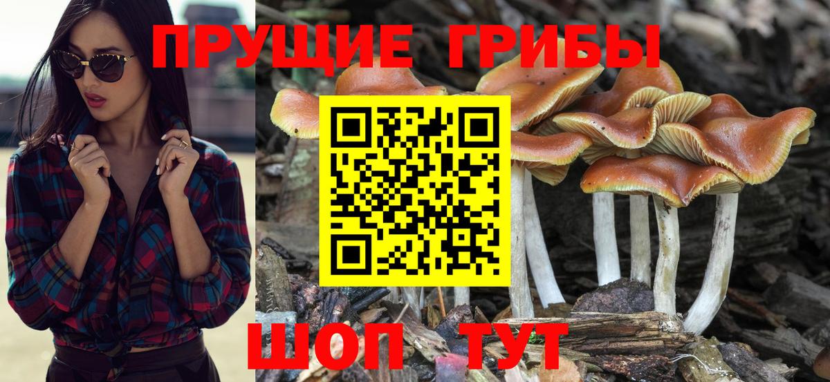 Псилоцибиновые грибы Psilocybine cubensis Кисловодск